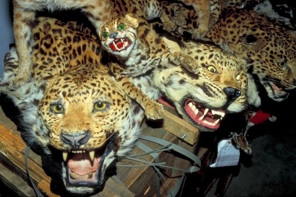 Her er de 10 mest eftertragtede og truede dyr