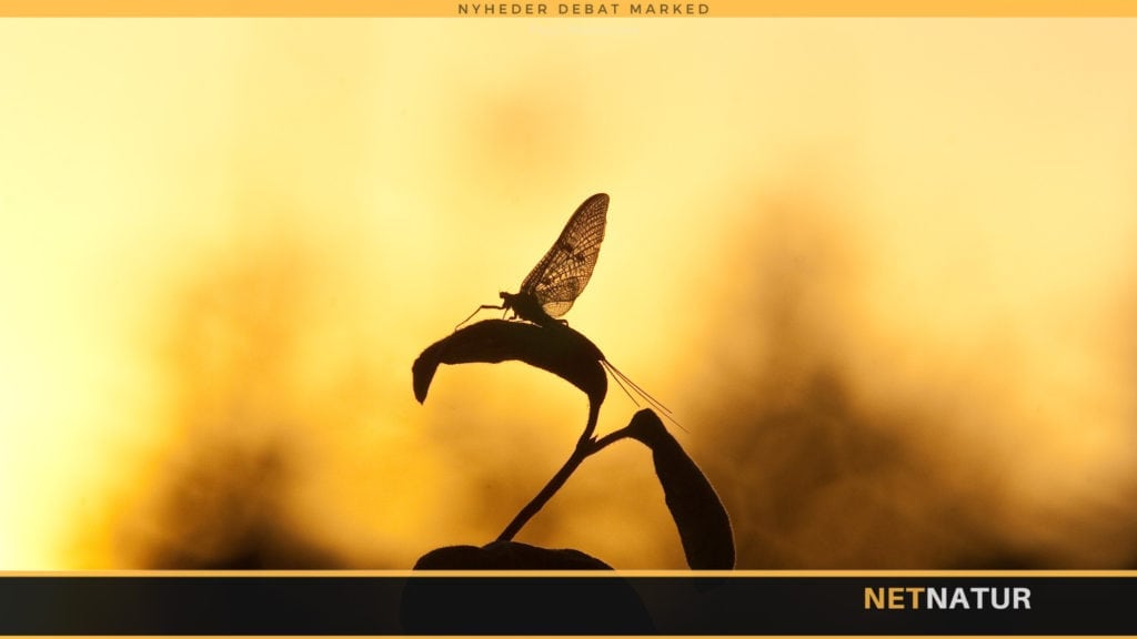 Netnatur er Danmarks største online jagtmagasin. Netnatur Livsstil bringes nyheder om mad, jagthunde, rejser, våben og udstyr til jagt, fiskeri og outdoor generelt