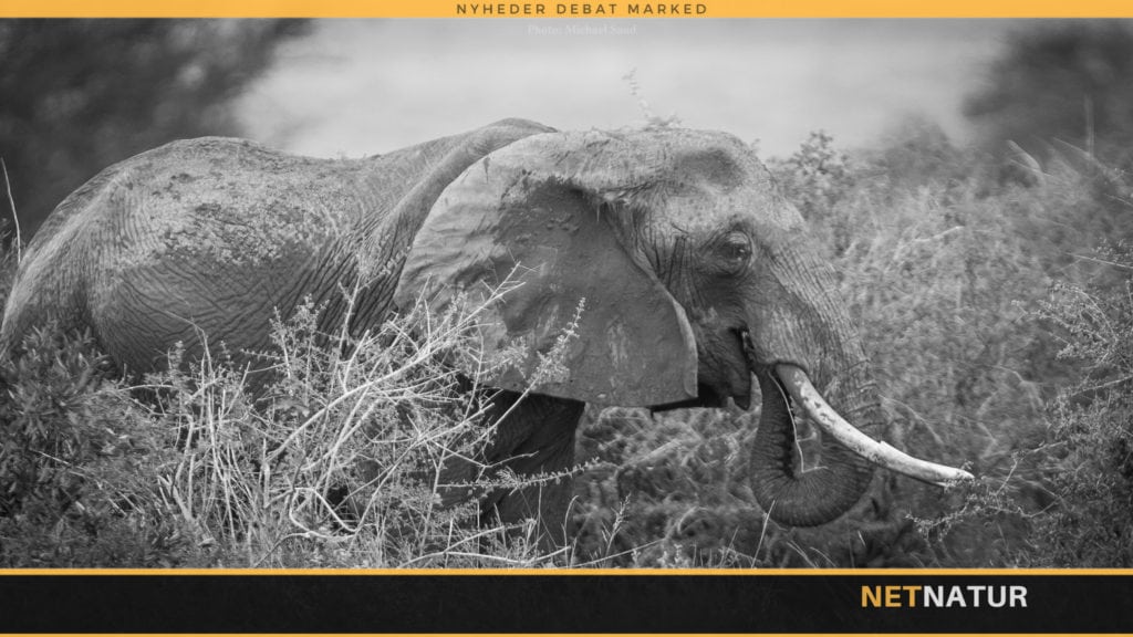 Kina støtter forbud mod elfenben Kina støtter forbud mod elfenben