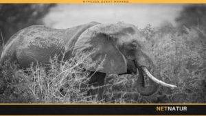 Kina støtter forbud mod elfenben