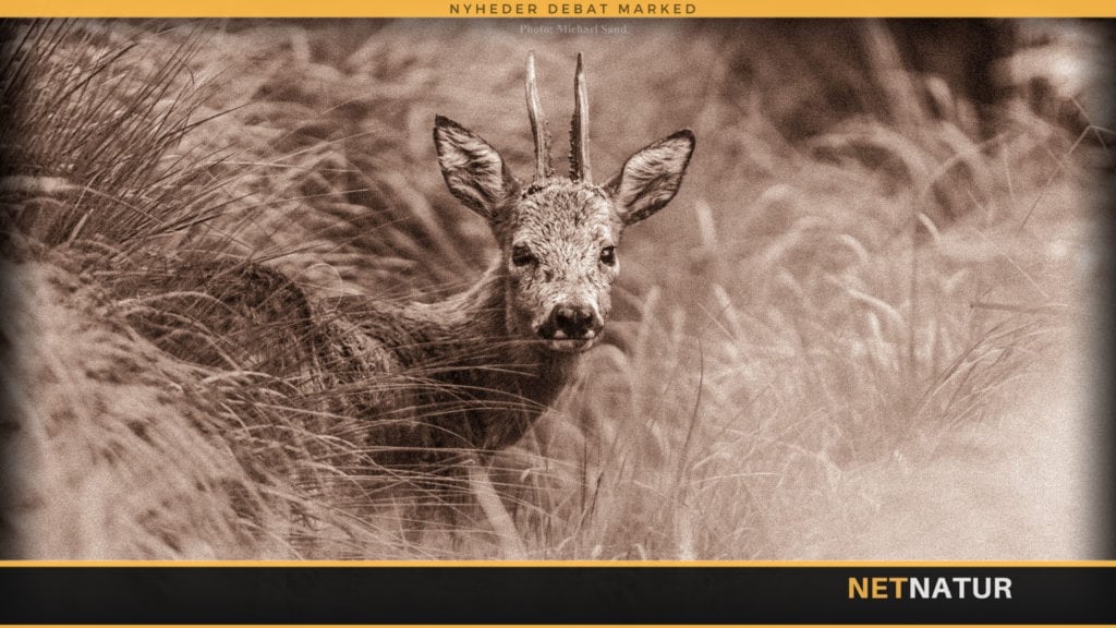 Historisk vildtdata tilgængelig