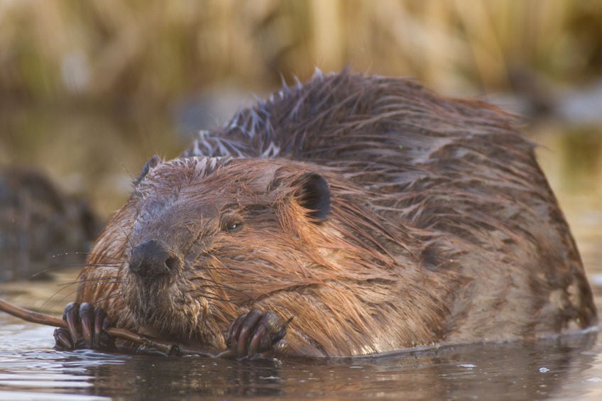 Bæveren - en succes efter 1.000 års fravær