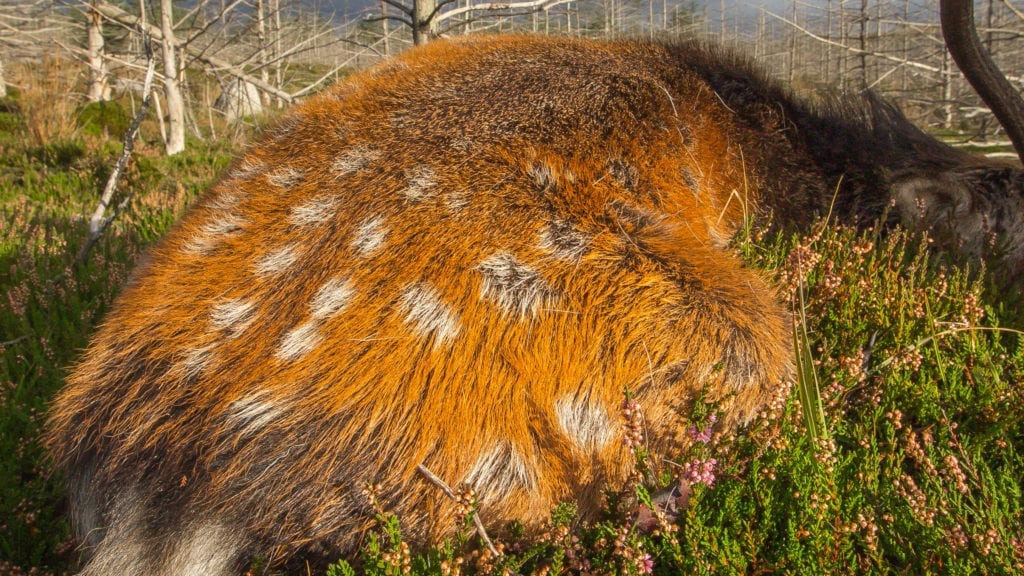 Sika nedlægges med spyd