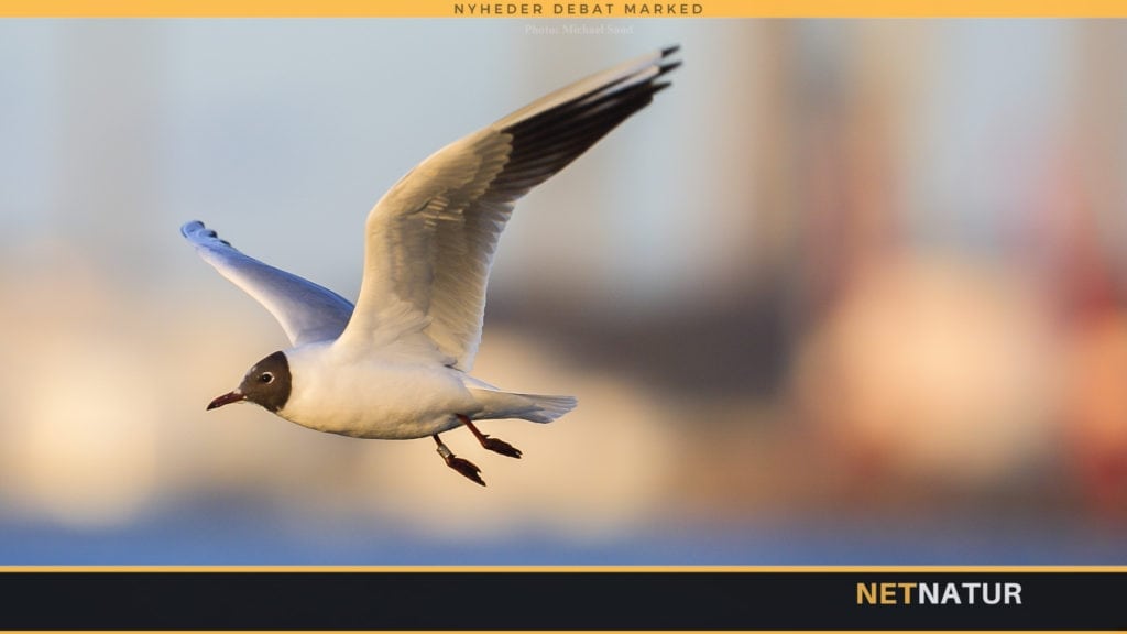 DOF modtager 3,3 millioner kroner