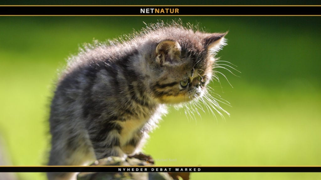 Katte udryddes med robotter