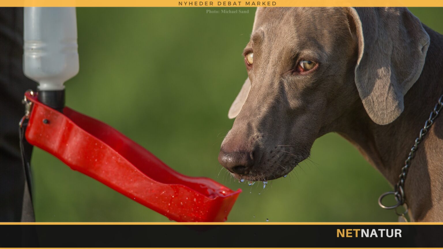 Smileyordning til hundekenneler og hundepensioner Smileyordning til hundekenneler og hundepensioner