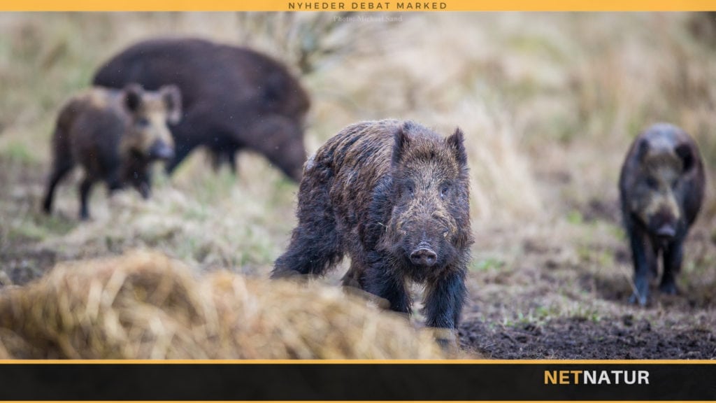 Kommissionen opfordres til øget indsats mod afrikansk svinepest Kommissionen opfordres til øget indsats mod afrikansk svinepest