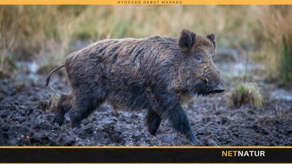 Afrikansk svinepest og COVID-19