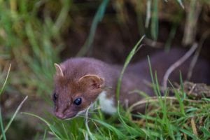 Bruden – Danmarks mindste rovdyr Bruden - Danmarks mindste rovdyr
