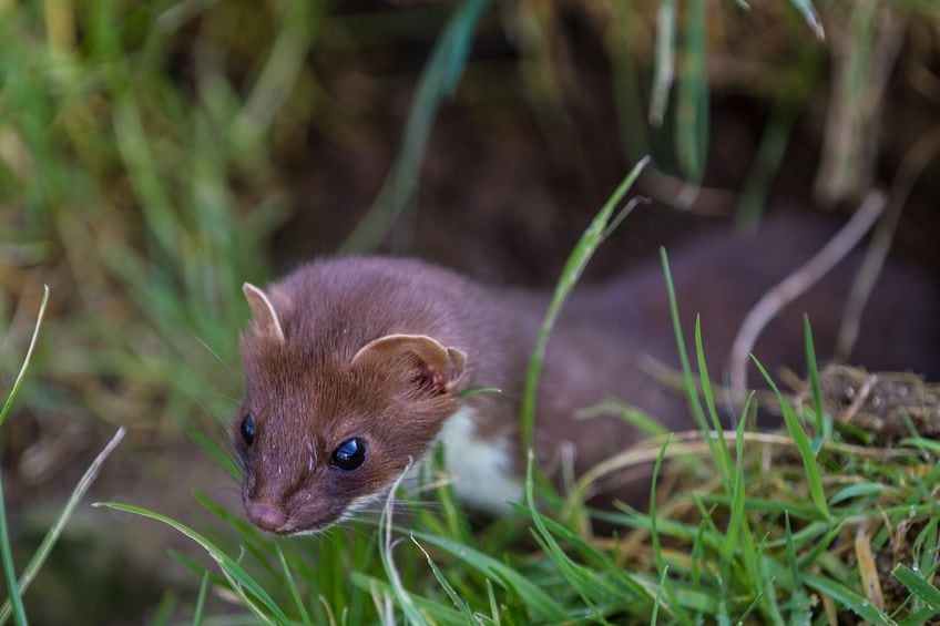 Bruden – Danmarks mindste rovdyr Bruden - Danmarks mindste rovdyr