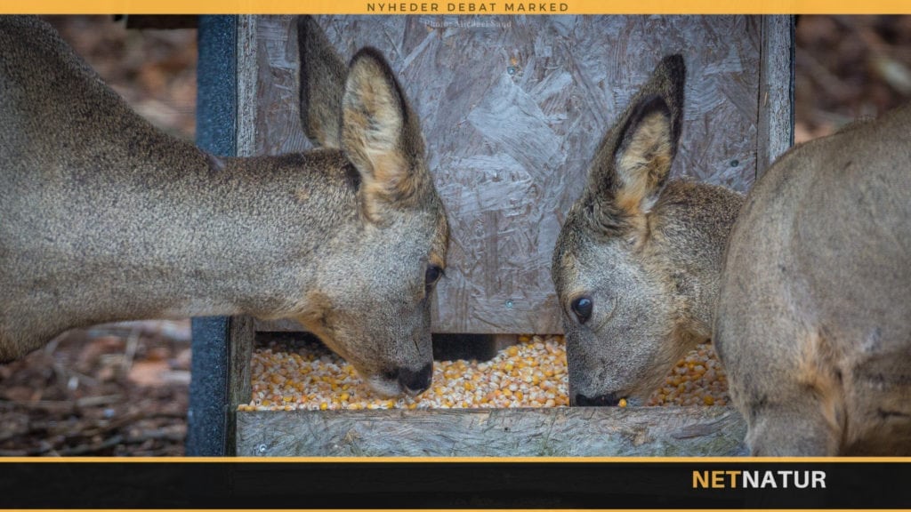 Forbud mod fodring af råvildt