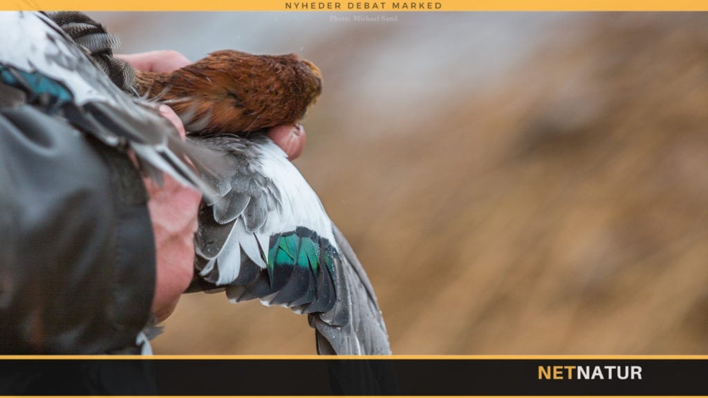 DCE’s vingeindsamling i frit fald DCE's vingeindsamling i frit fald