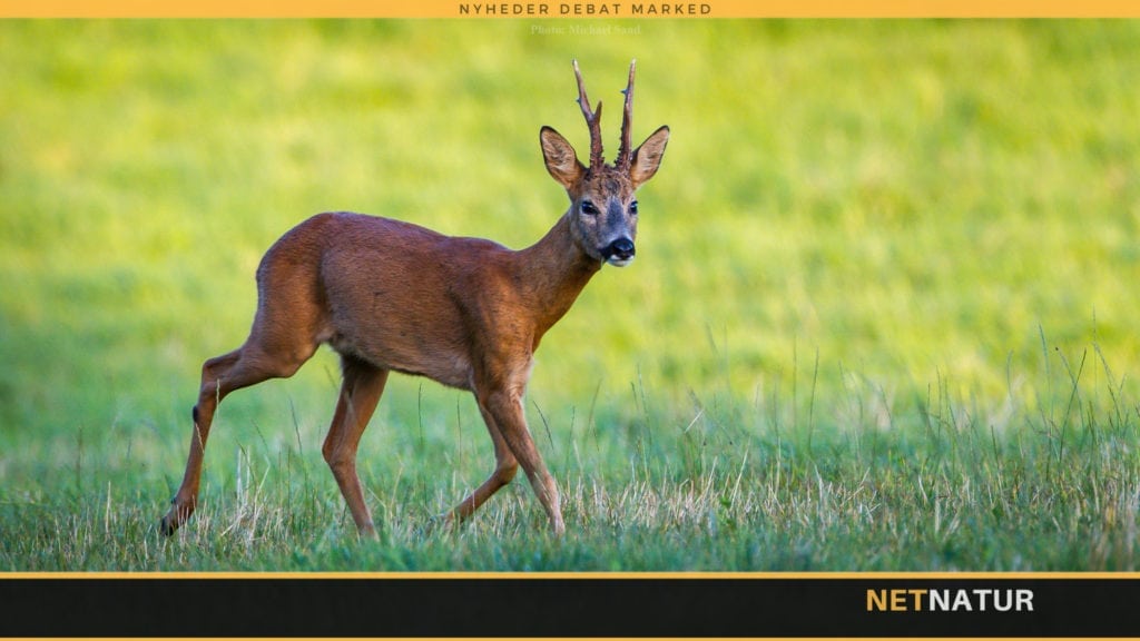 Jagtordfører af både gavn og navn