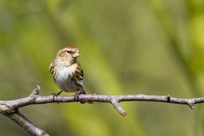 Danmark bespiser grå gæster fra hvide birkeskove