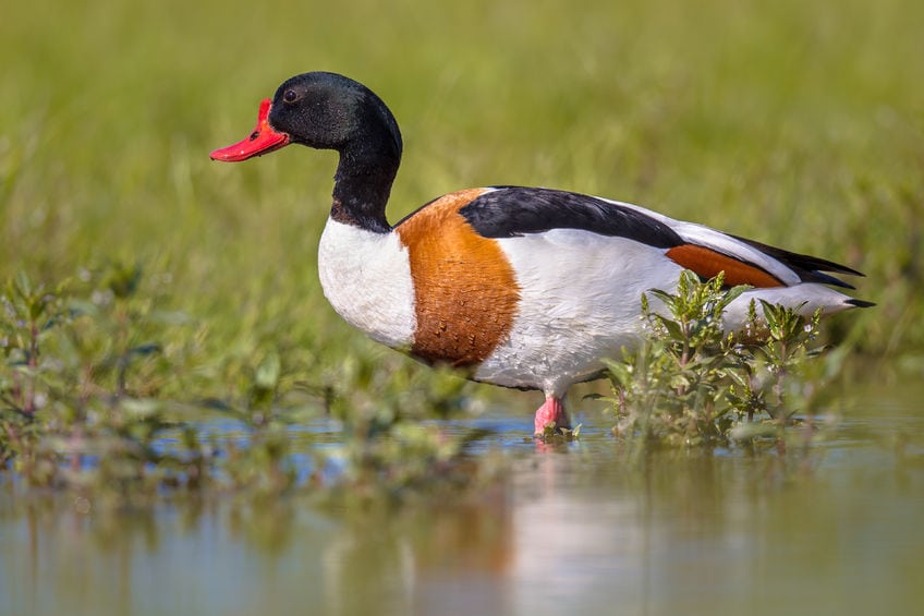 Gravanden går tilbage som dansk ynglefugl Gravanden - en anderledes huleboer