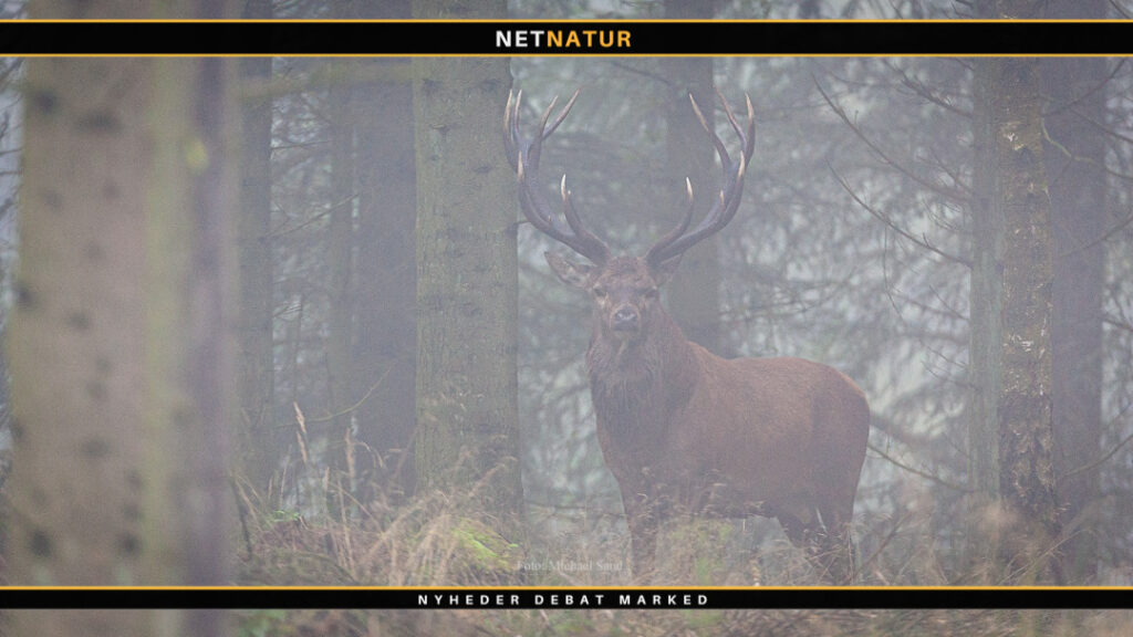 Hjortejagtens 10 bud