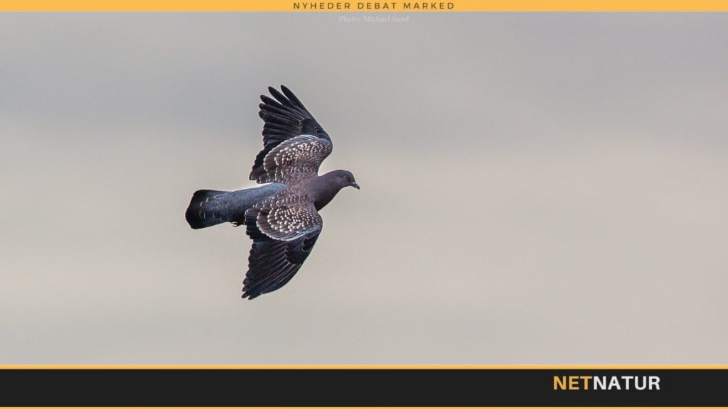 100 duer med bue og pil