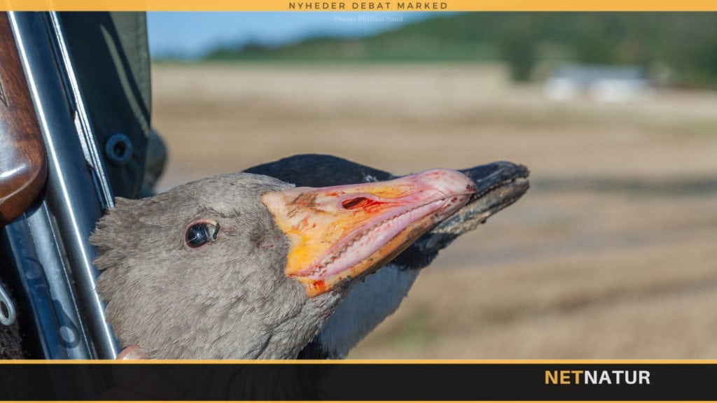 Sølvmåger og grågæs skal bekæmpes med nye jagttider