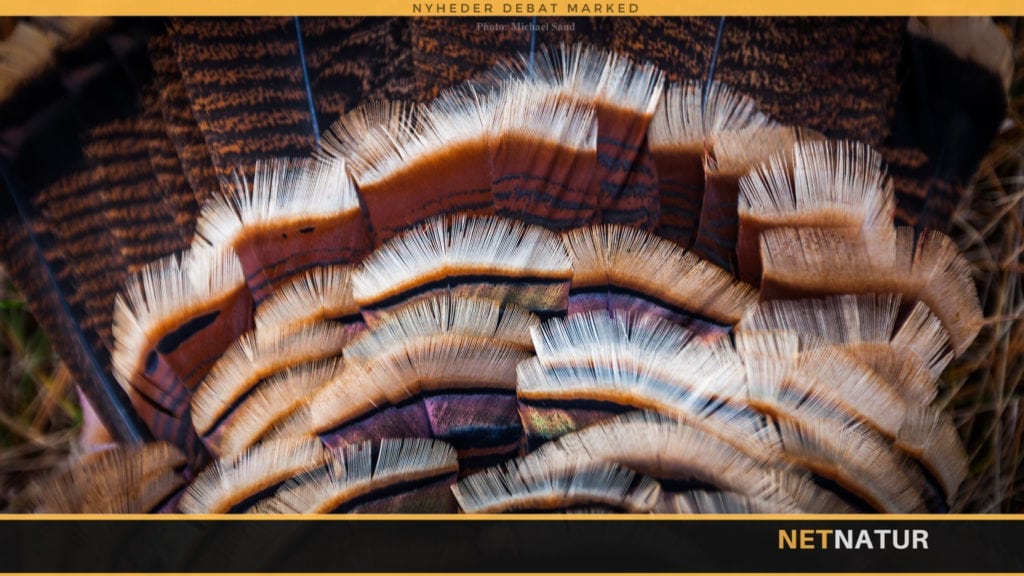 Kalkunsteg og kalkunjagt for vegetarer