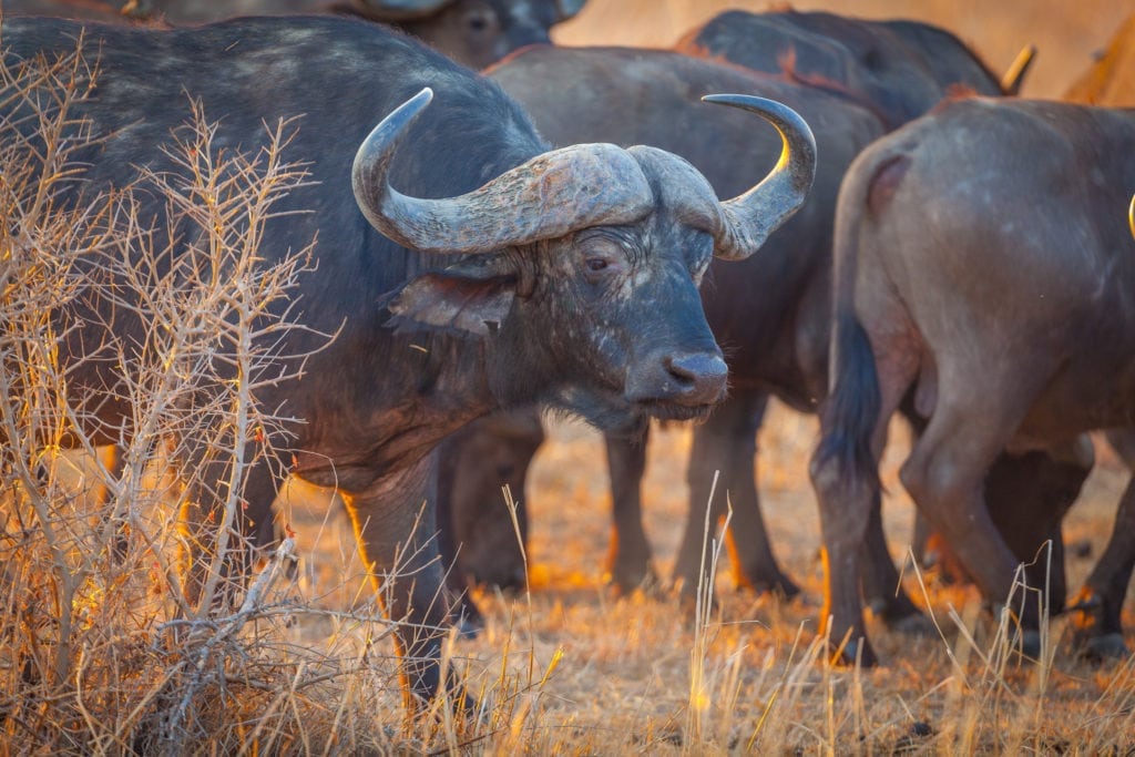 Diana Jagtrejser overtager NC Jagt