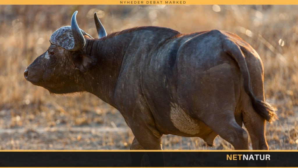 Ung jæger dræbt af bøffel