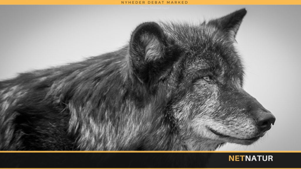 Ulveforsker: Lad ikke små børn gå alene i skoven