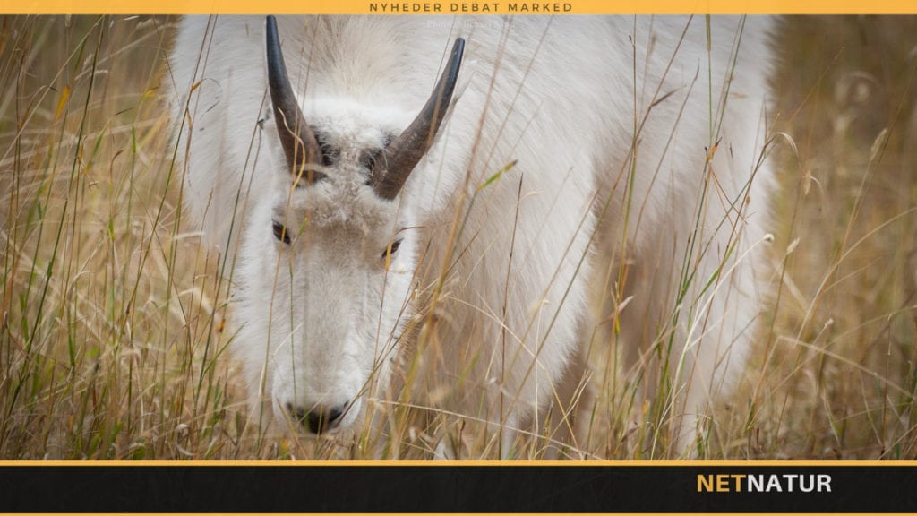 Sneged og enestående jagt