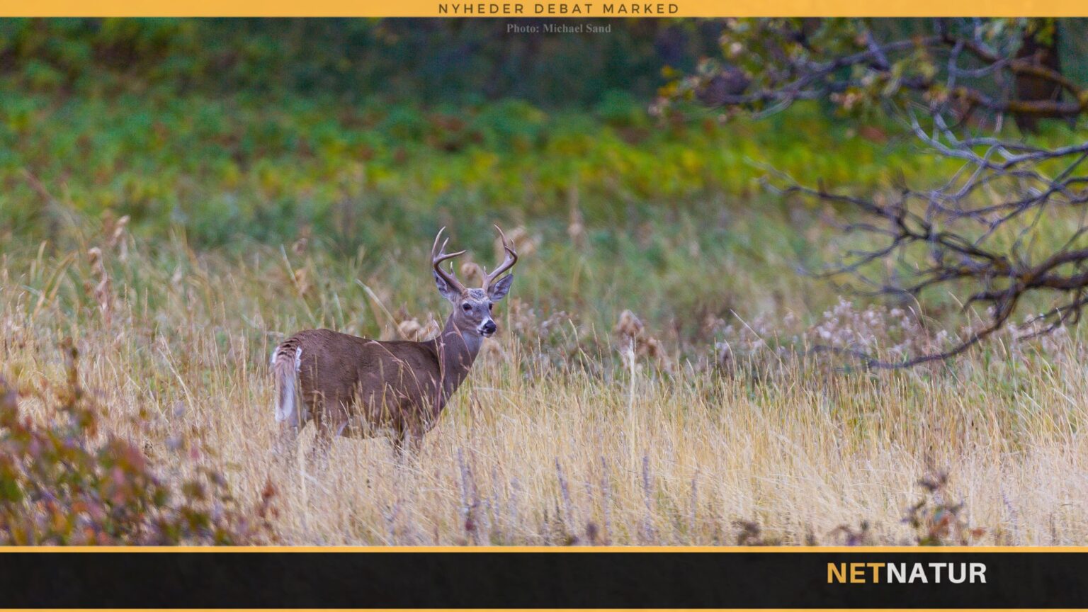 Monster Whitetail og klassisk pyrsch