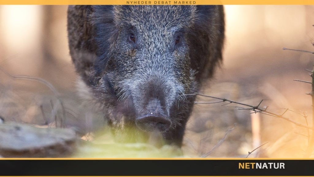 Læsers opfordring til minister: Slå lige koldt vand i blodet Læsers opfordring til minister: Slå lige koldt vand i blodet