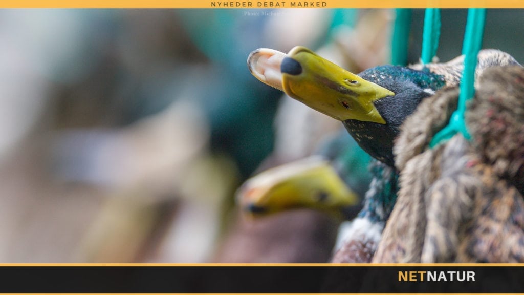 Stop for udsætning af ænder til jagt Stop for udsætning af ænder til jagt