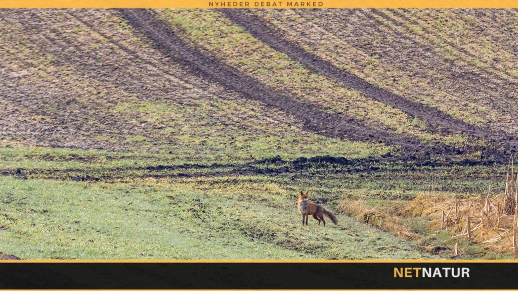 Bornholm må klare sig uden ræve