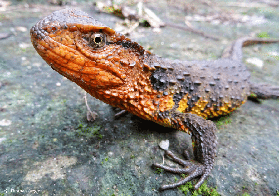 WWF-rapport: 115 nye arter opdaget i Asien