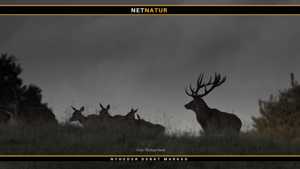 Vildtbiolog Egon Bennetsen