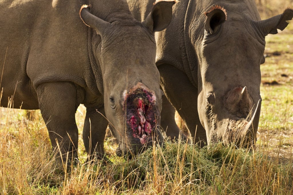 Højere straf til dyrekriminalitet på finansloven