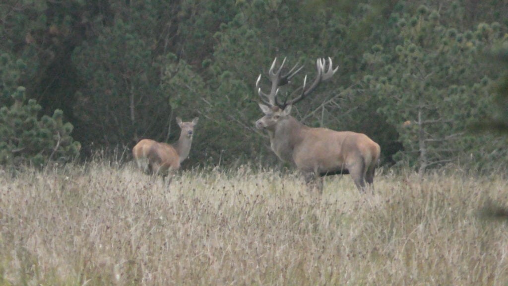 Egon Bennetsens kommentar til artikel i bladet Jæger Egon Bennetsens kommentar til artikel i bladet Jæger