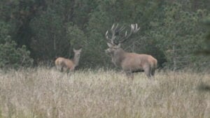 Egon Bennetsens kommentar til artikel i bladet Jæger