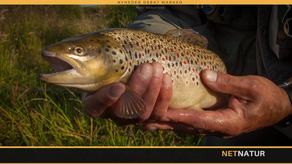 Ørreden - samme art med flere navne