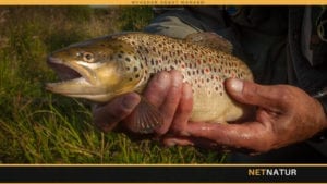 Ørreden – samme art med flere navne Ørreden - samme art med flere navne