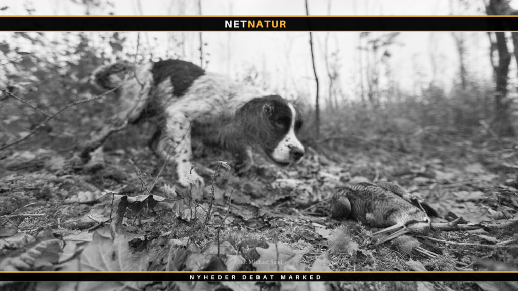 Naturen netop nu: Med hunden på sneppejagt