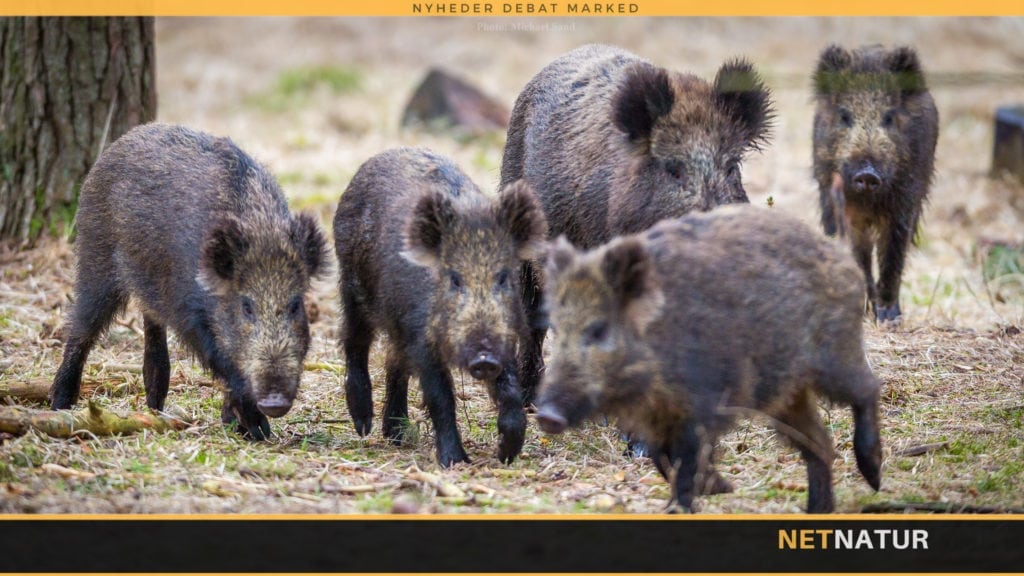 Miljøministeren tillader, at vildsvin må skydes døgnet rundt