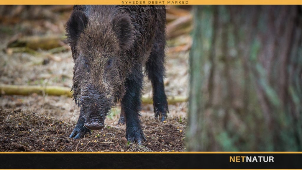 Vildsvin kører med klatten