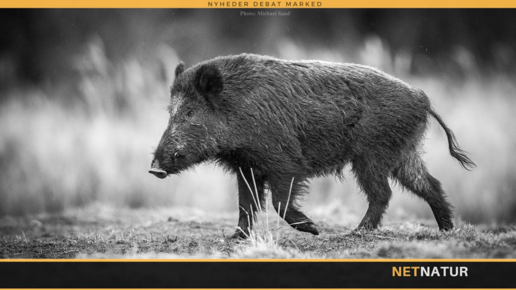 Vildsvin i Tadsjikistan