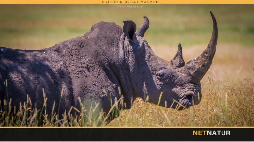 Stadig færre næsehorn dræbes af krybskytter i Sydafrika Stadig færre næsehorn dræbes af krybskytter i Sydafrika