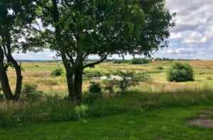 Kend dine vildtplanter: Ær – træet med helikopter frø Kend dine vildtplanter: Ær - træet med helikopter frø