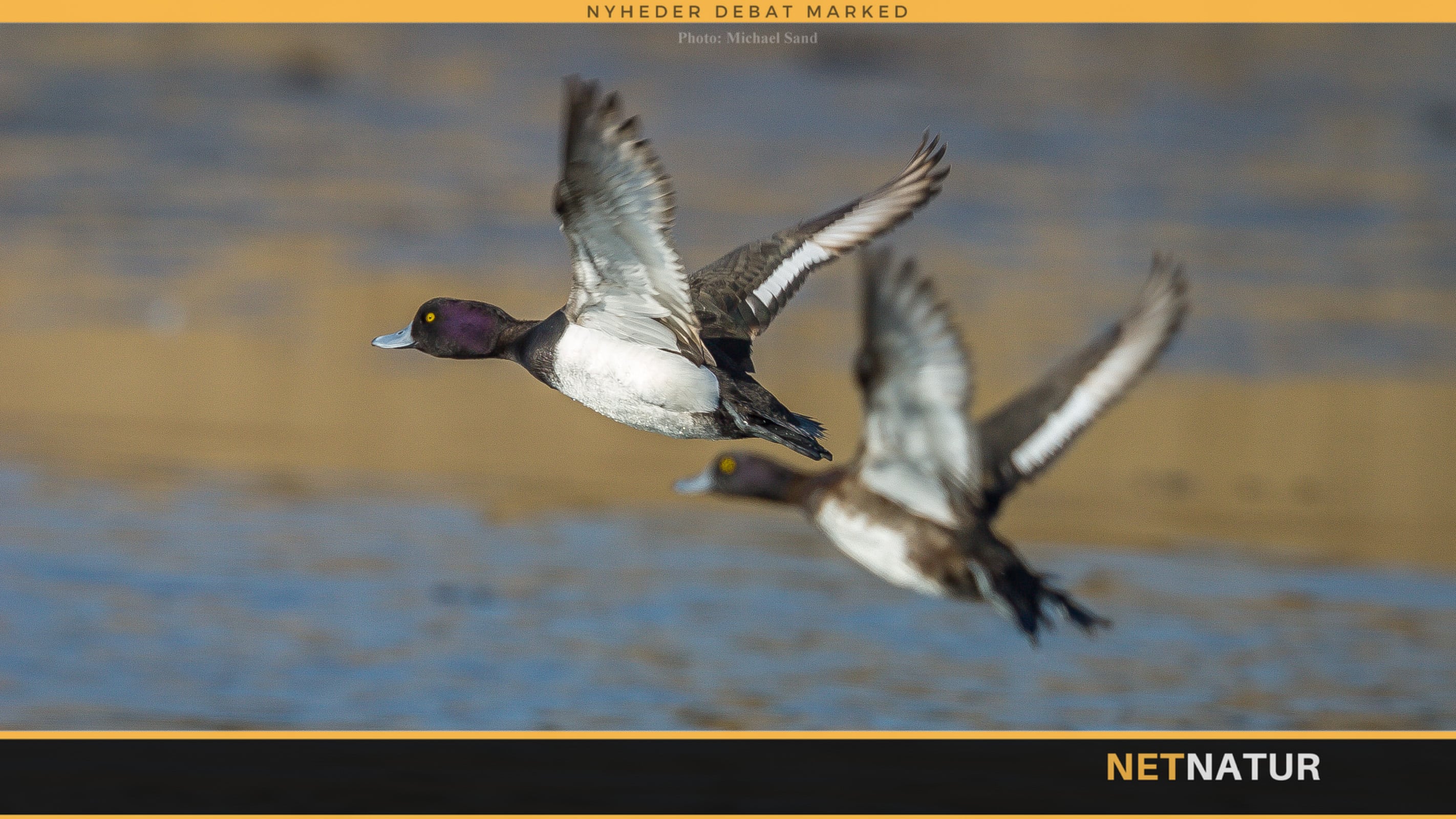 Troldanden - en talrig vinter-logerende