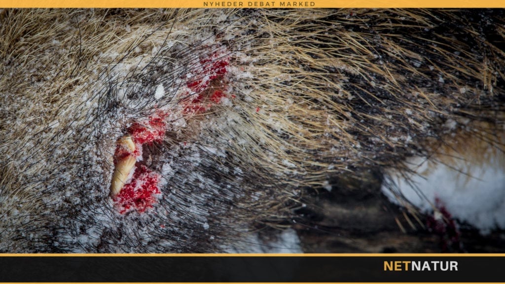 Svin på sne Svin på sne