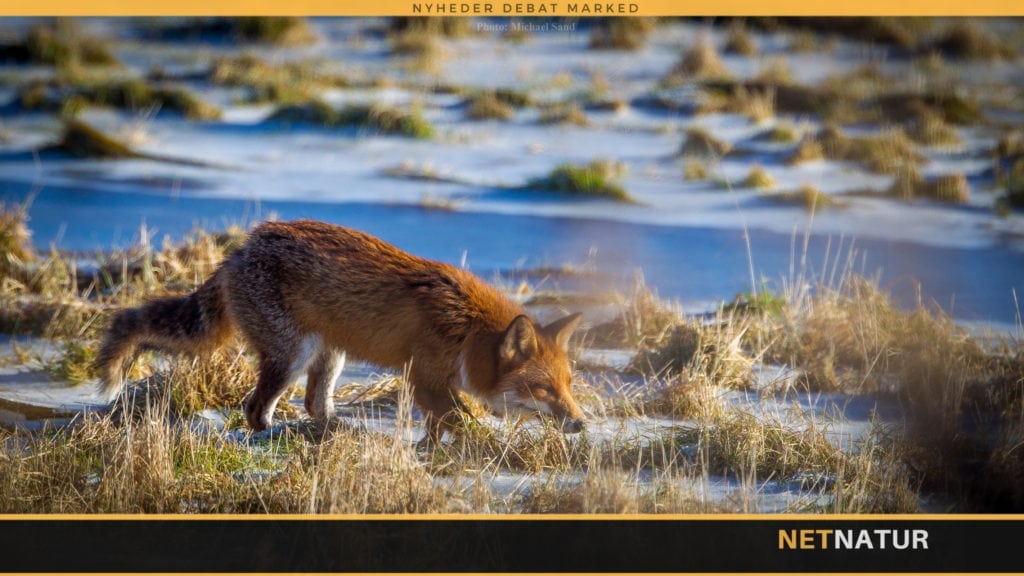 Ræv, lokkejagt og sne