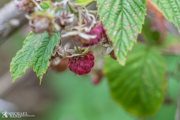Kend dine vildtplanter: Hindbær Kend dine vildtplanter: Hindbær