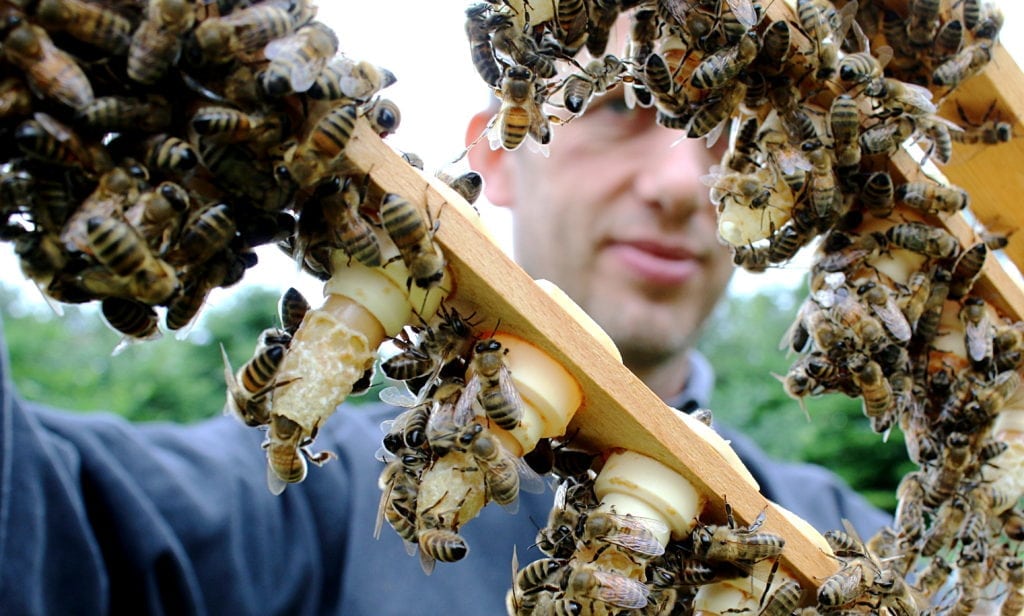 Honningbier og vilde bier