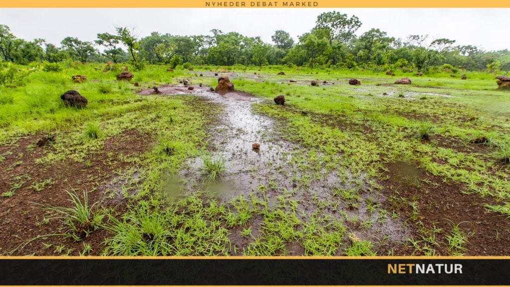 Græs som menneskeføde Græs som menneskeføde
